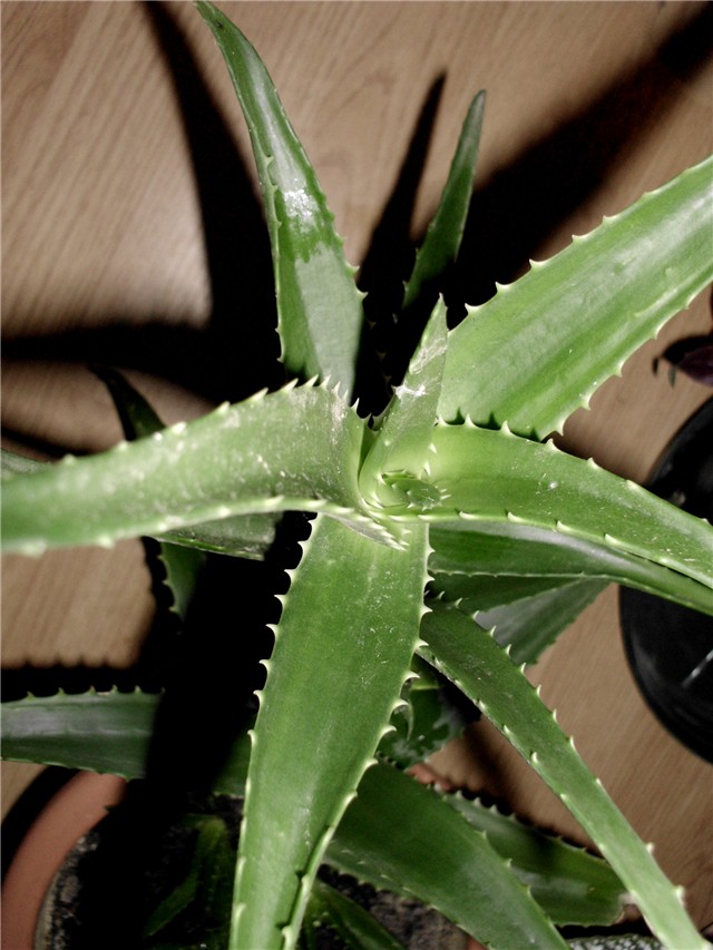 aloe ciliaris