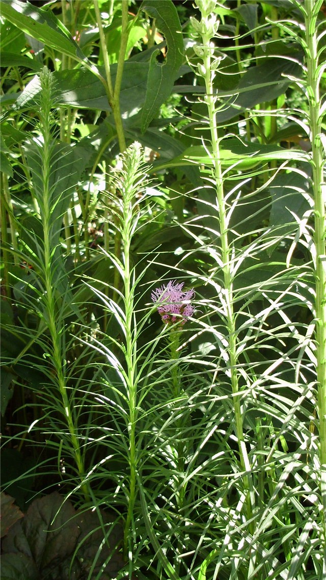 liatris%20spicata