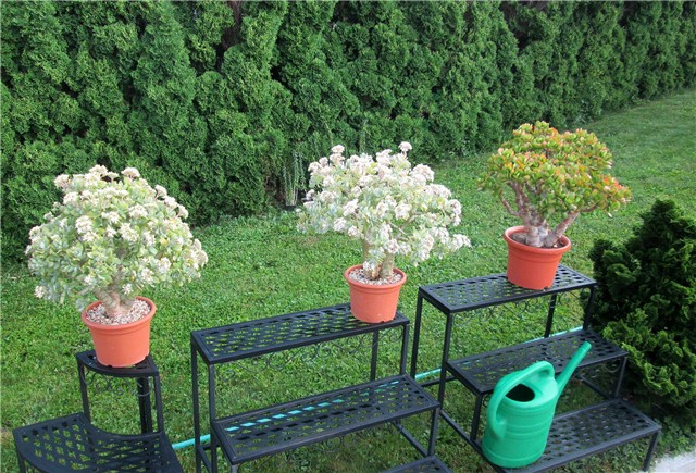  Crassula arborescens undulatifolia