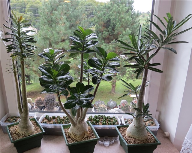 socotranum   arabicum   somalense