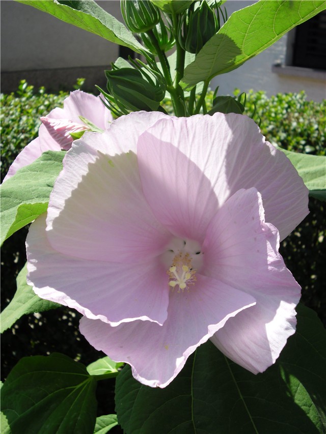 močvarni hibiskus