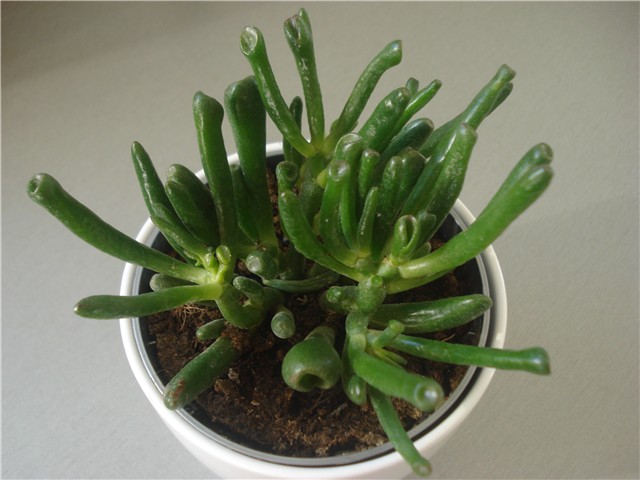 krasula1