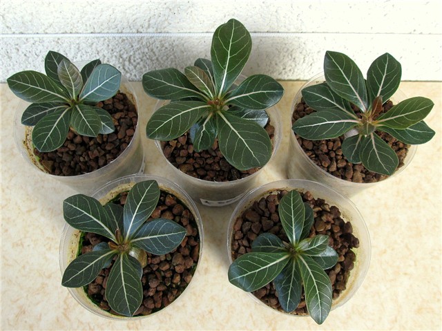 Adenium socotranum