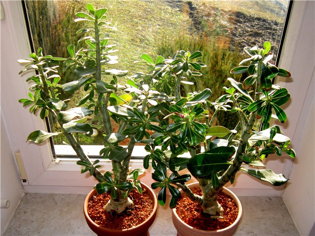 Adenium obesum