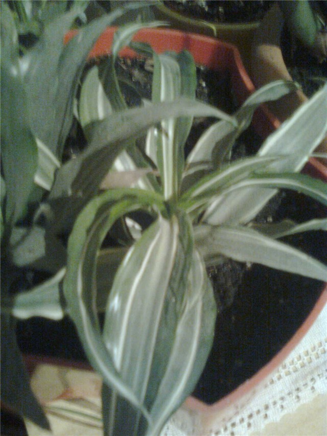 mini dracene1