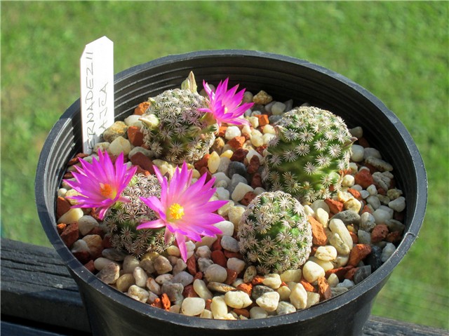 Mammillaria hernandezii