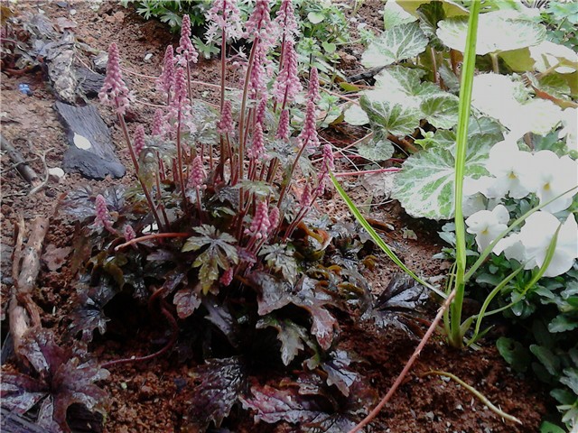 Heuchera crvenolisna