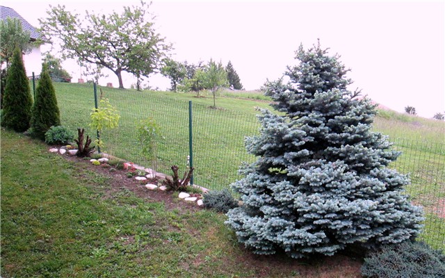 Picea pungens Blue Diamond