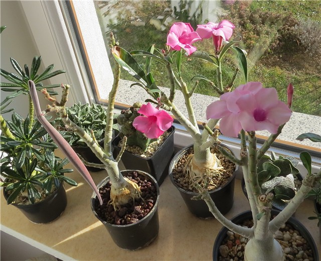 Adenium swazicum 