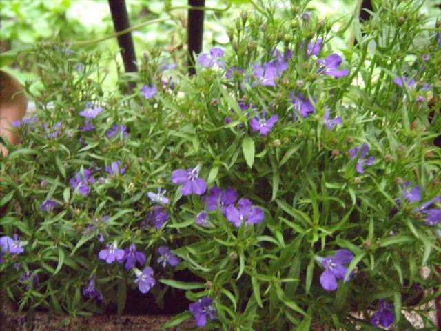 lobelia