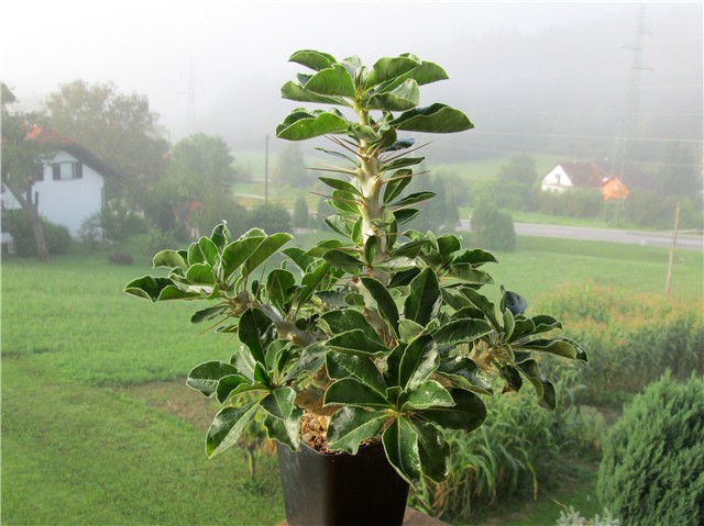 Pachypodium saundersii