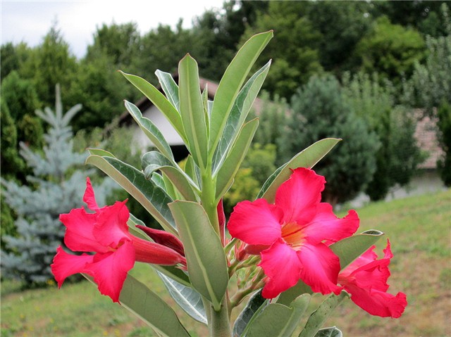 Adenium obesum
