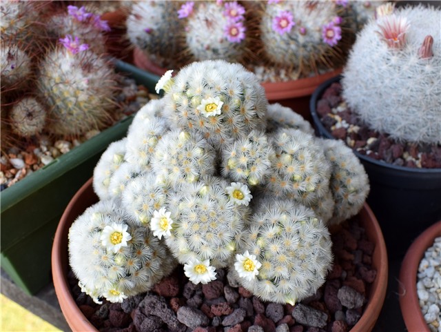 Mammillaria carmenae 