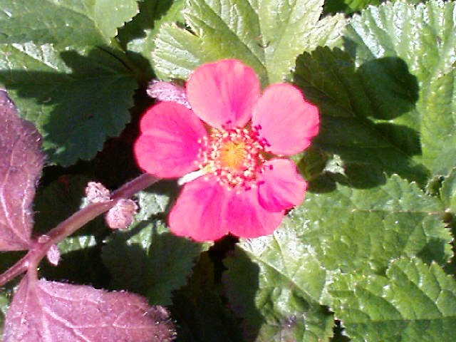 Geum coccineuym 'Koi'