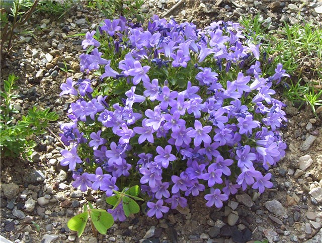 Kampanula 