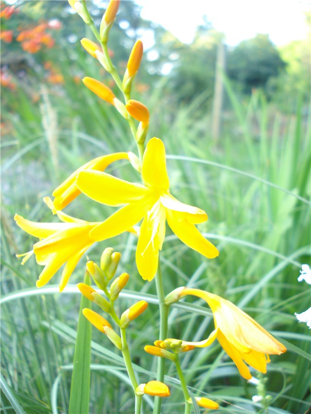 Crocosmia 