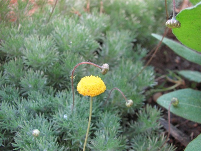 cotula hispida