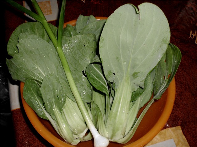 pak choi1