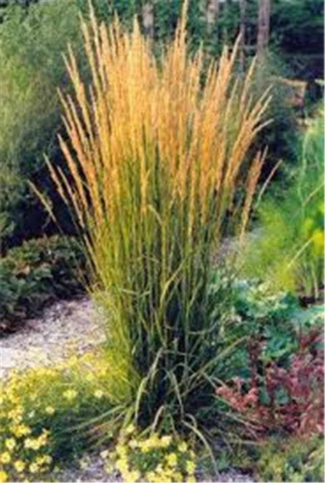 calamagrostis