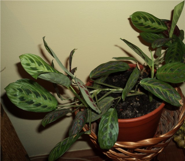 maranta