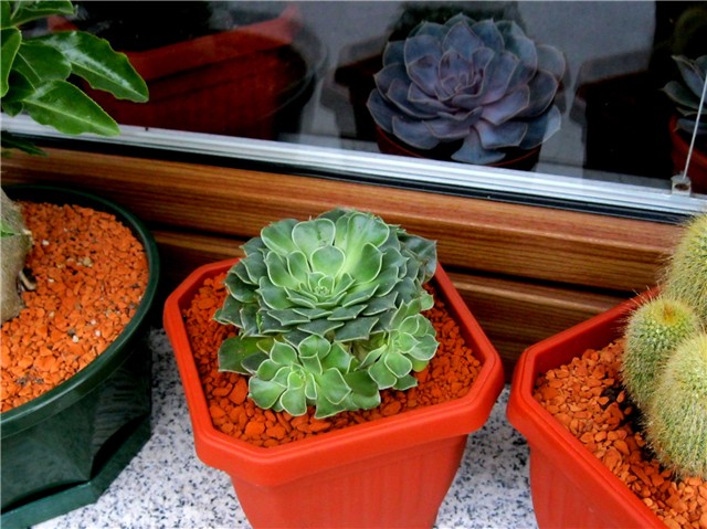 Graptopetalum bellum