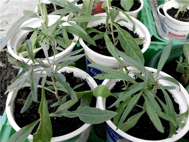  goji bobice1