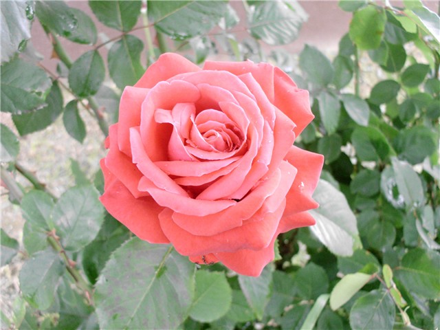 crvena ruža4