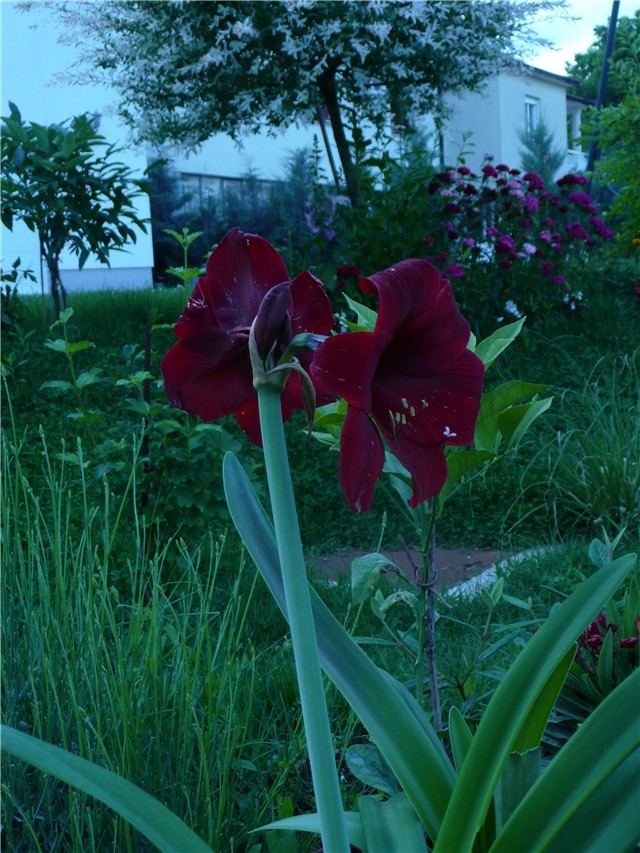 amarilis