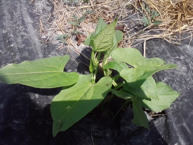 paprika babura