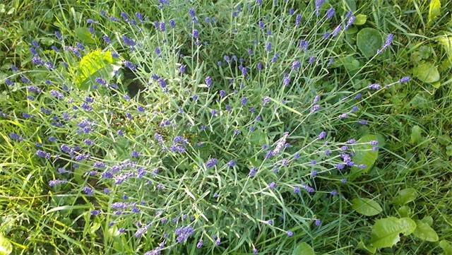 lavanda