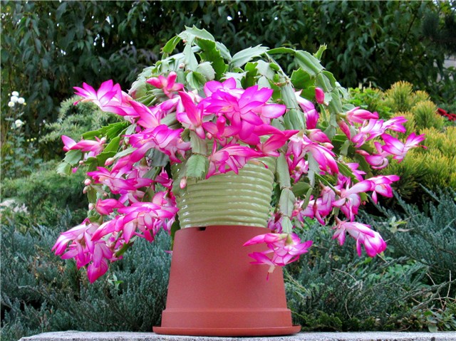 Schlumbergera truncata