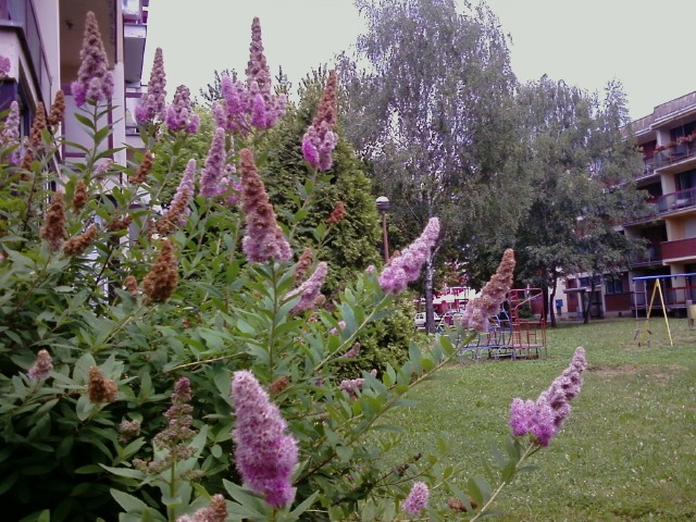 Ukrasno grmlje