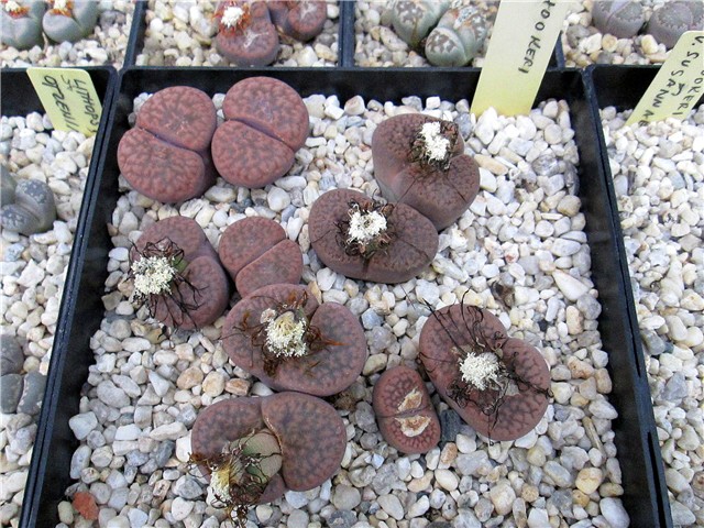 lithops - Ž. Baljkas