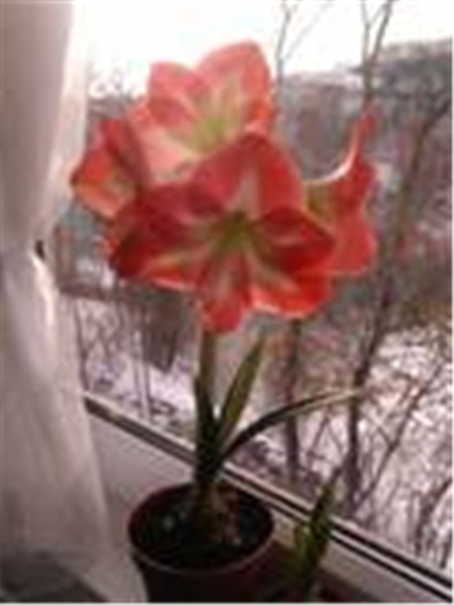 amaryllis