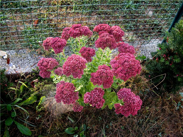 Sedum Herbstfreude  