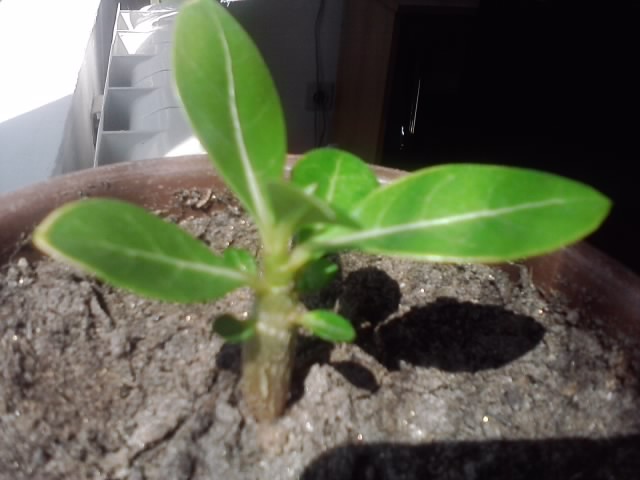 adenium