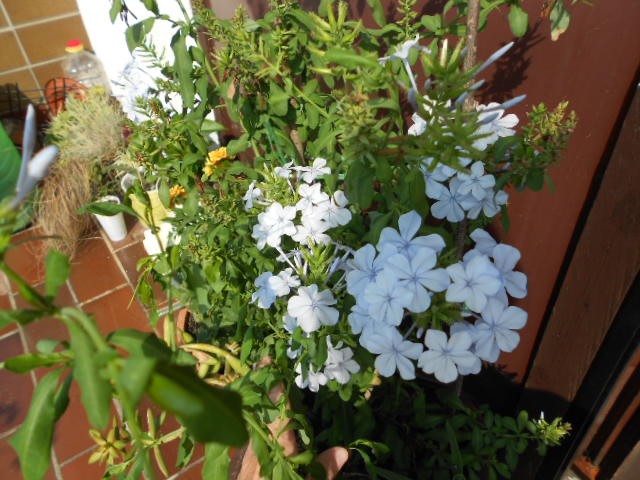 plumbago