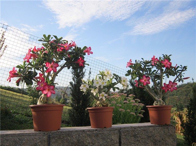 Adenium obesum
