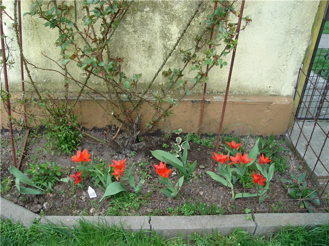 tulipani