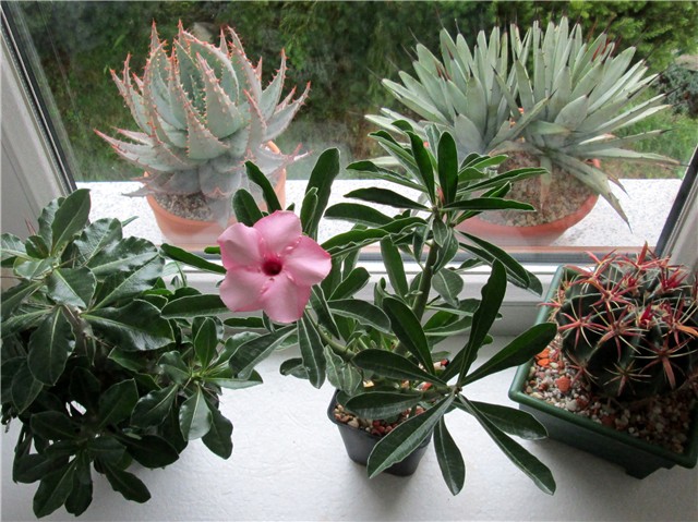 Adenium swazicum 