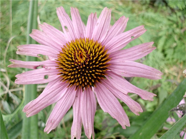 ehinacea