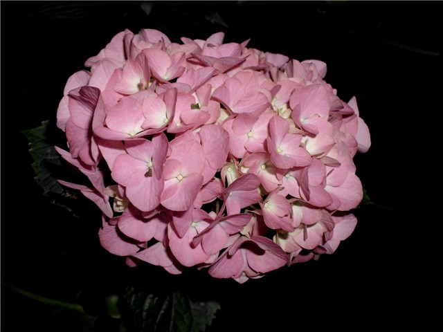 roza hortenzija