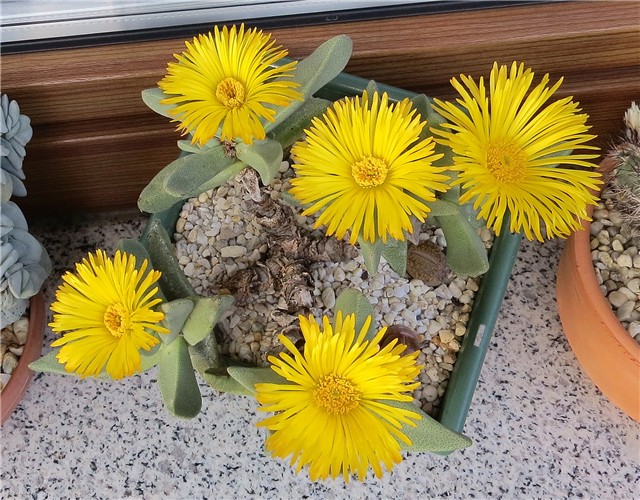Pleiospilos compactus fergusoniae