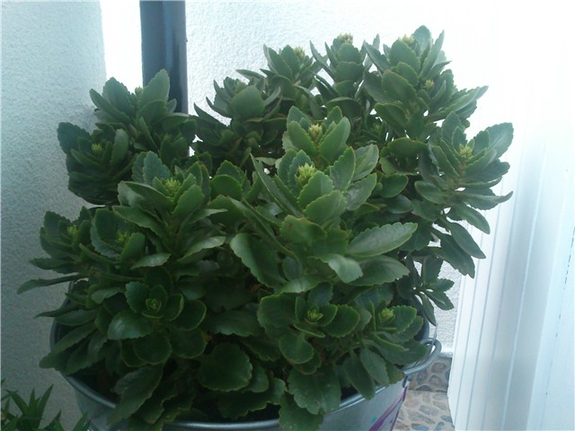 moj balkon