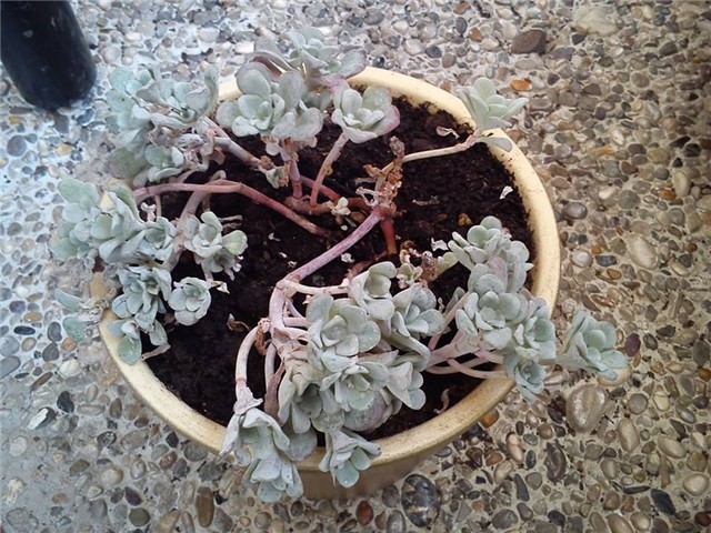 Sedum spathulifolium