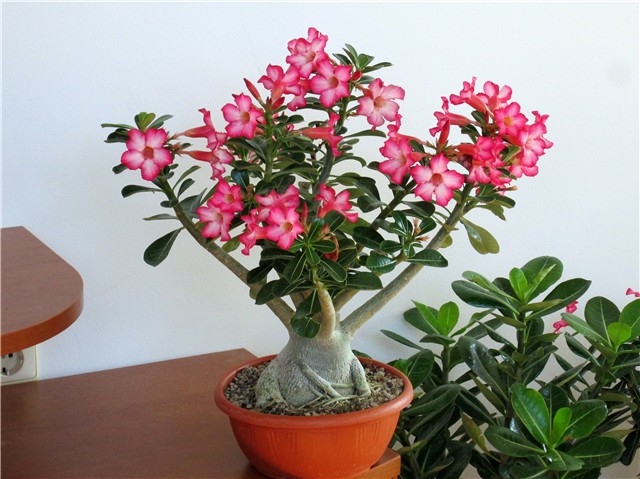 Adenium obesum