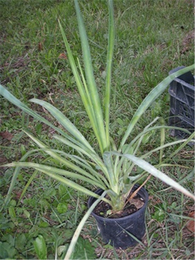 yucca