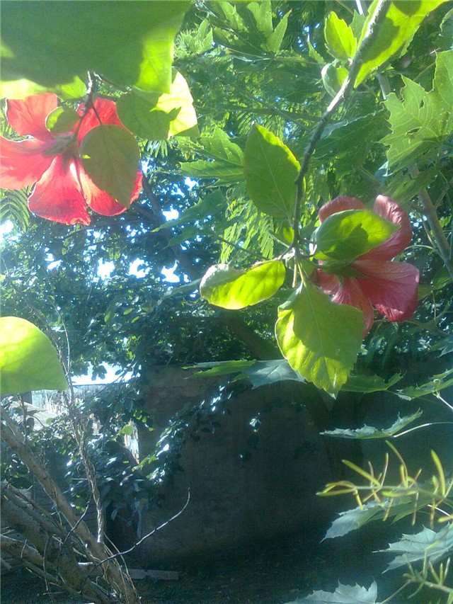 hibiskus skupa