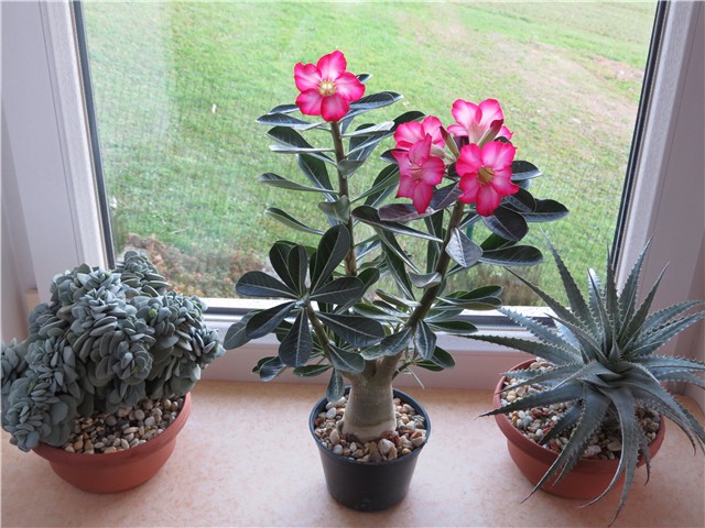 Adenium obesum