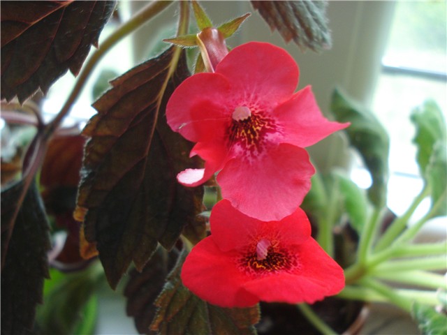 achimenes4